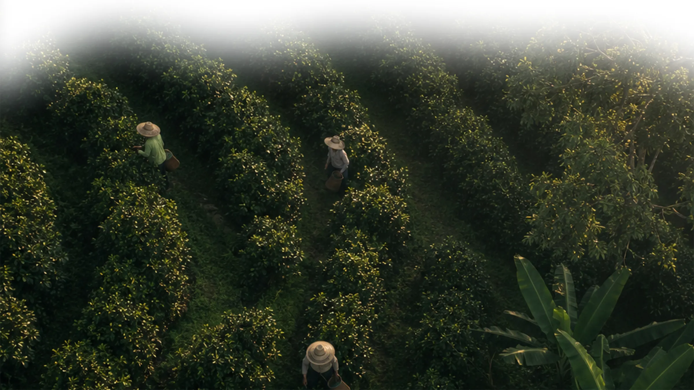 Workers harvesting between rows of crops on a Colombian plantation