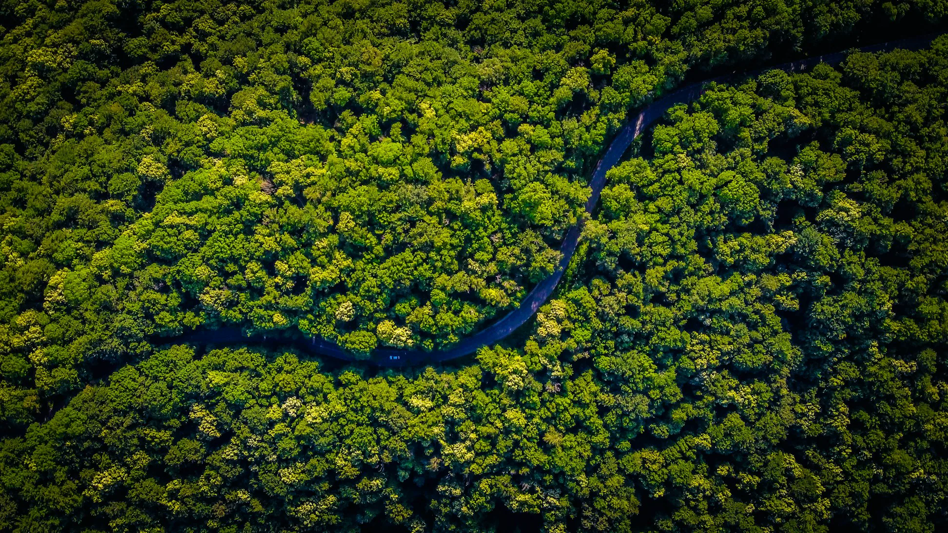 Aerial view of a forest split by a winding river