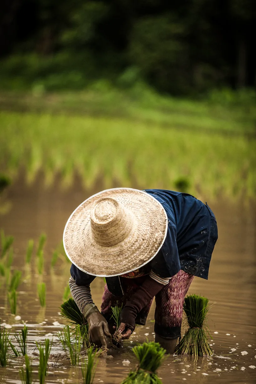 A worker carrying a crate through a misty field