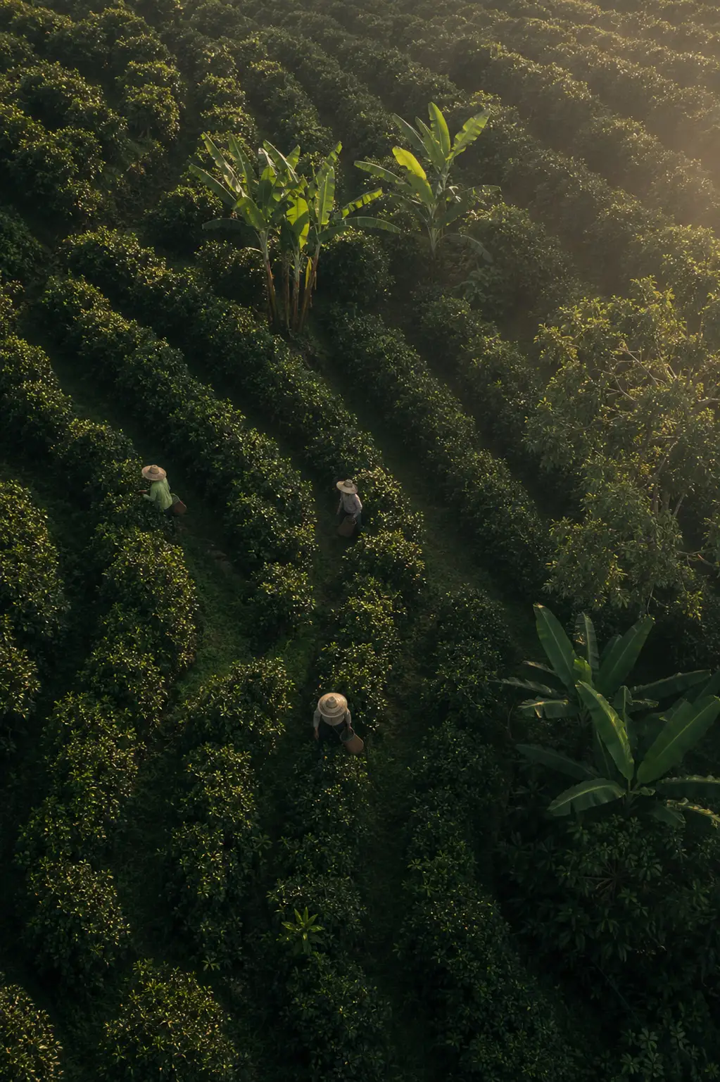 Aerial view of a plantation at sunrise where SŌM ingredients are sourced