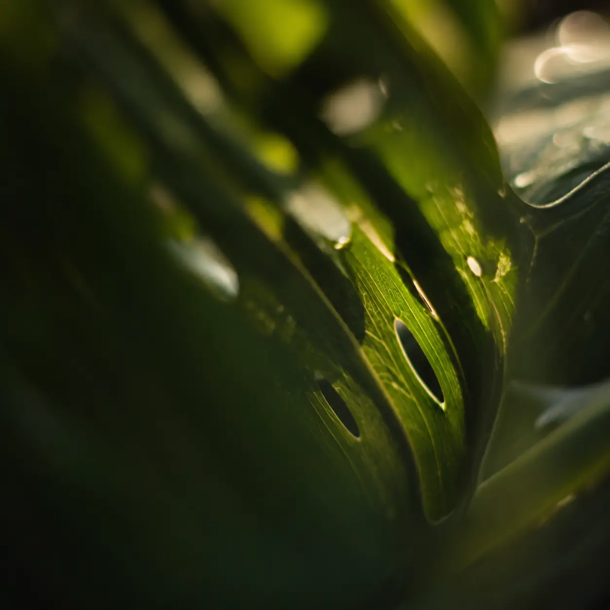 Monstera leaf in sunlight